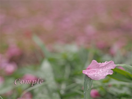 河津桜の花弁と水滴