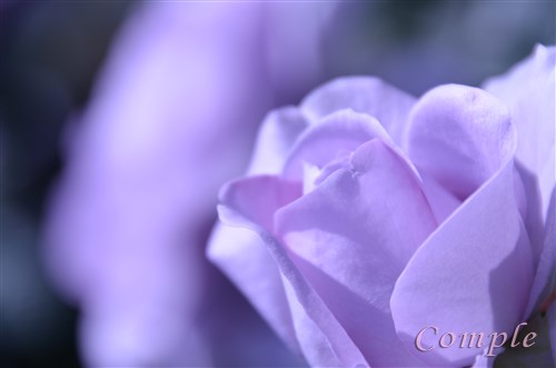 青紫のバラ