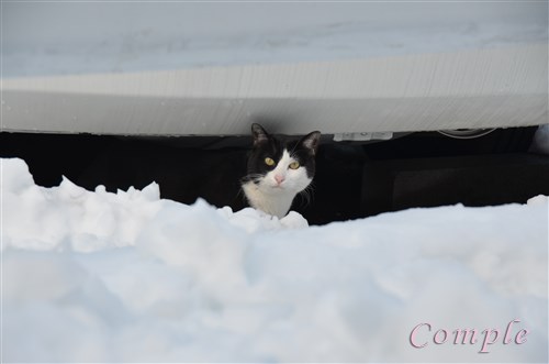 雪と白黒猫