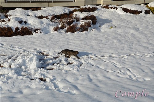 雪景色と猫