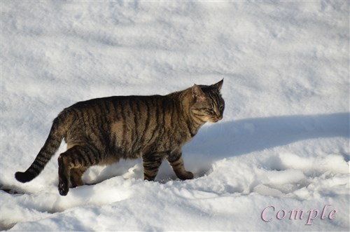 雪とキジトラ猫
