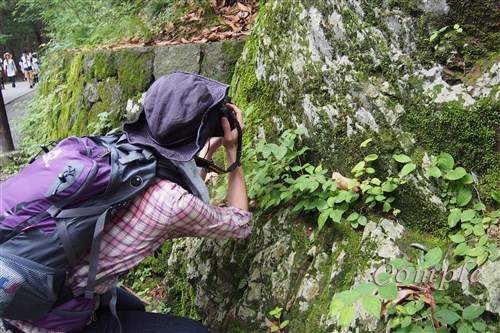苔を撮るカメラ女子