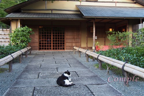 日本庭園の猫