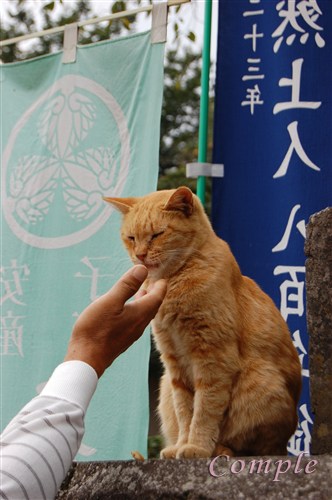 蓮馨寺の猫