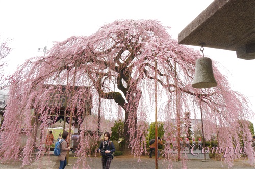 山梨周林寺のしだれ桜
