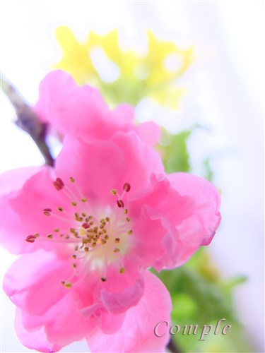 桃の花と菜の花マクロ
