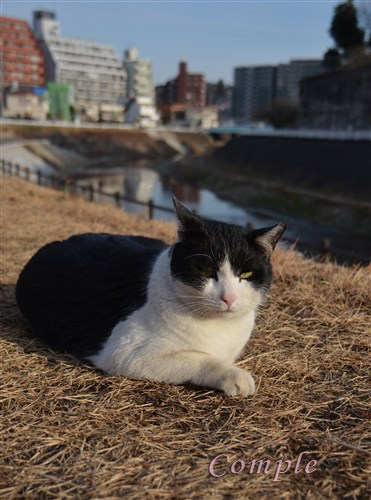 川辺の猫
