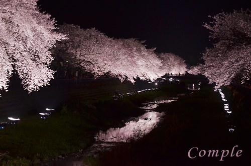 野川の夜桜ライトアップ写真