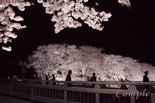 野川の夜桜写真