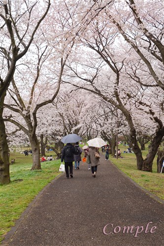 歩道の桜