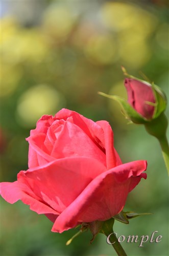 黄色バックのピンクのバラ