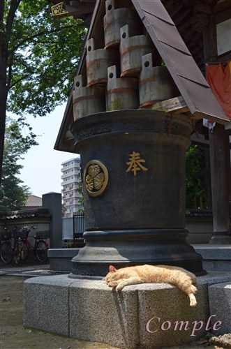 蓮馨寺の猫