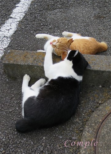 白黒猫と茶猫