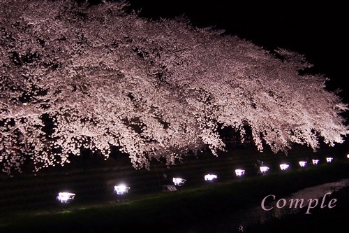 野川夜桜ライトアップ