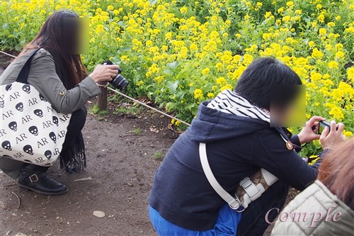 菜の花とカメラ女子