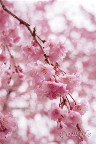 ピンクのしだれ桜