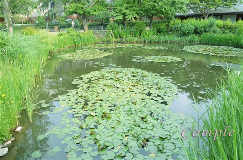 アンジェの池