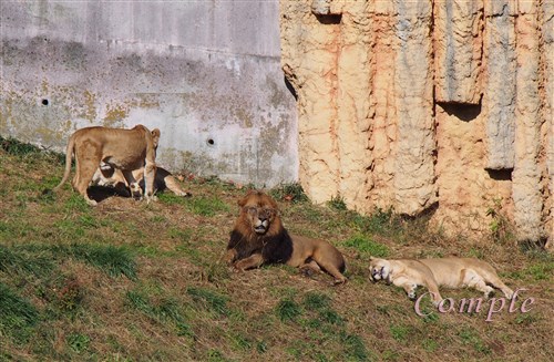 多摩動物公園のライオン