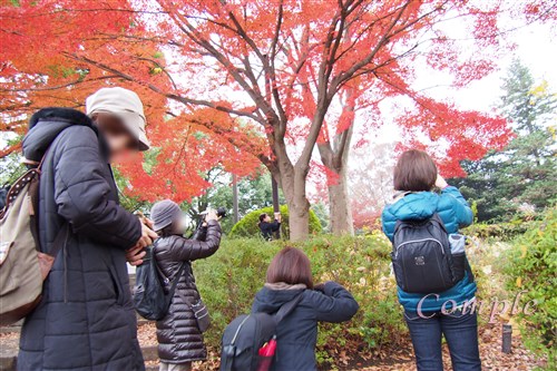 [終了]11月23、30日 箱根の庭園旅館ランチとスマートフォン紅葉カメラ教室