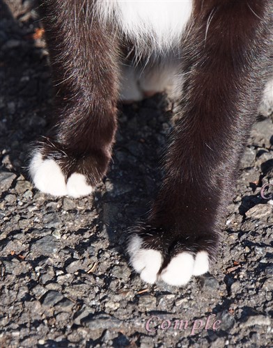 白黒猫の足