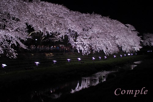野川夜桜ライトアップ