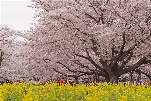 [レポ]立川昭和記念公園 春の桜と花写真とシャッタースピードを覚えるカメラ教室2015