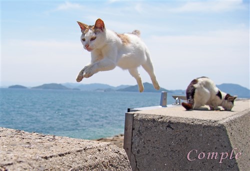 [終了]5月14日 山口 青海島風景と街猫写真カメラ教室（スマホOK）