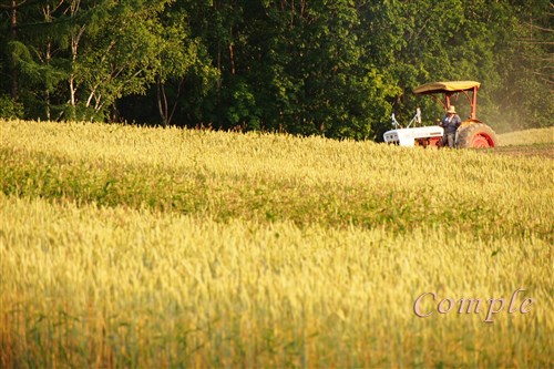 美瑛の麦畑とトラクター