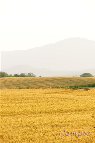 美瑛の麦畑