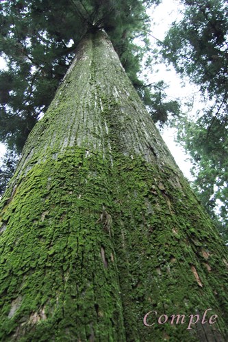 巨大な杉
