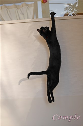 黒猫ジャンプ