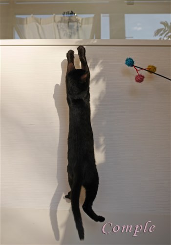 黒猫ジャンプ