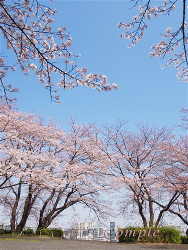 聖蹟桜ヶ丘の桜