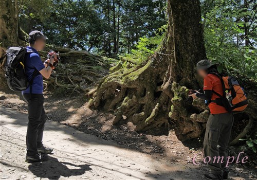 木の根撮影