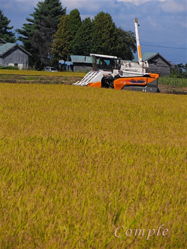 稲刈りする刈取脱穀作業車