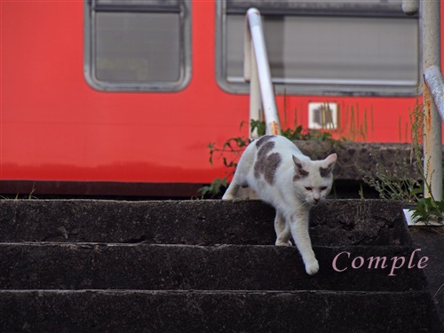 電車と猫