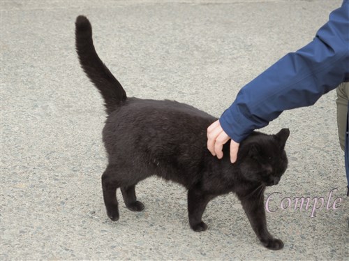 草津温泉の黒猫