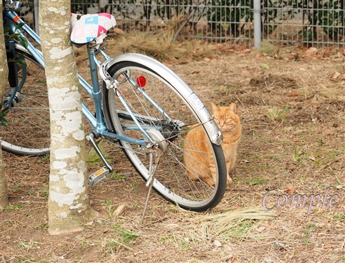 自転車と猫