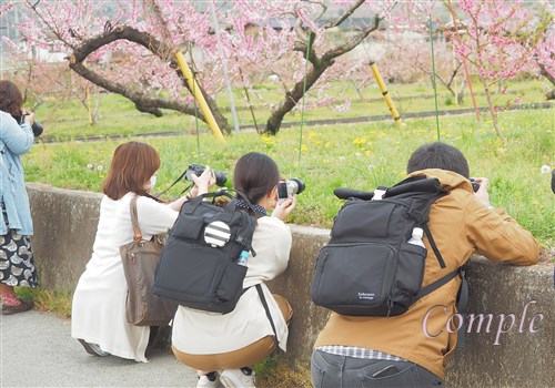 桃の花カメラ教室