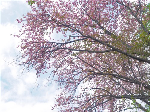 高尾森林科学園の八重桜