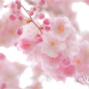 しだれ桜