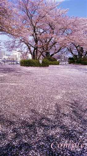 聖蹟桜ヶ丘の桜