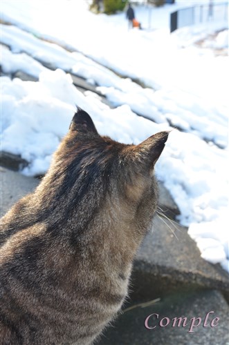 雪と猫の後頭部