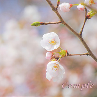 [レポ]桜写真カメラ教室＠聖蹟桜ヶ丘公園