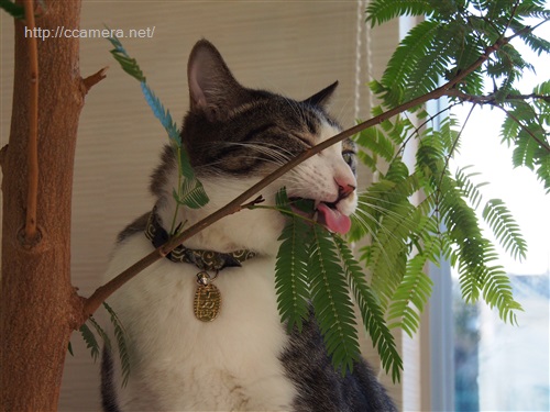 葉っぱを食べる猫