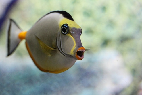おもしろい顔の魚