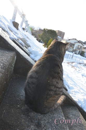 雪と猫の背中