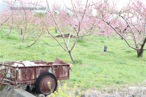 錆びたリヤカーと桃の花