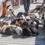 今日は猫の日写真2024 田代島の猫満載