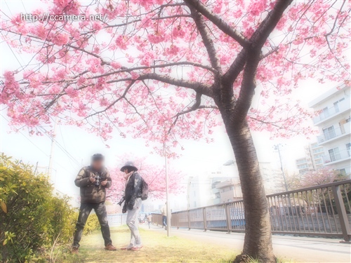 桜写真カメラ教室